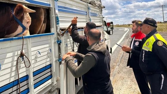 "Yetkililerden Anadolu Bölgesi'nden Trakya Bölgesi'ne Canlı Hayvan Taşıma Uyarısı Geldi"